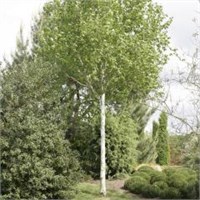 Берёза Betula utilis Doorenbos 2041