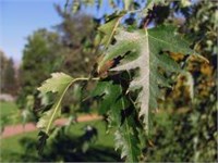 Берёза Betula pendula Dalecarlica 2042