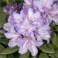 Рододендрон Catawbiense Grandiflorum 2045