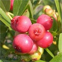 Голубика Pink lemonade 2072