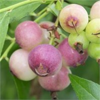 Голубика Pink Blueberry 2077
