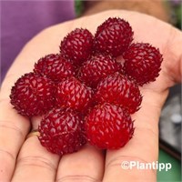 Малина Raspberry Tower 2098