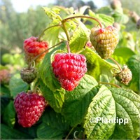Малина BonBonBerry‘Yummy’ 2099