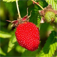 Ежемалина Rubus illecebrosus 2102