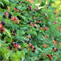 Малина Selena черная 2103