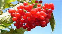 Калина обыкновенная (Viburnum opulus) 2216