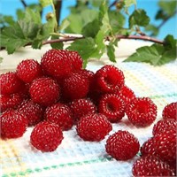 Малина красная "Raspberry Tower" (Hara PBR) 2124