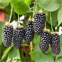 Ежевика (МЕГ) "Карака Блэк" (Karaka Black) шип 2153