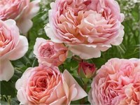 Абрахам Дэрби (Abraham Darby) 2217