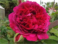 Вильям Шекспир William Shakespeare 2222