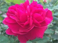 Дарси Бассел Darcey Bussell 2226
