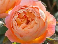 Леди Эмма Гамильтон Lady Emma Hamilton 2243
