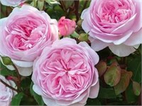 Оливия Olivia Rose 2247
