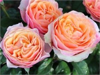 Эдит Edith 2262
