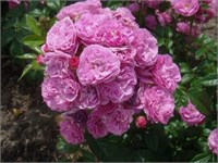 Аллевия 2282