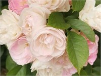 Букет парфе Bouquet Parfait 2283