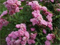 Хевенли Пинк Heavenly Pink 2288