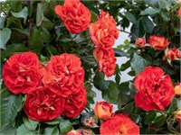 Мисс Танжерин 2308