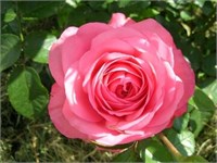 Розанна (Rosanna) 2321