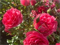Розариум Ютерсен Rosarium Uetersen 2322