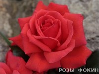 Салита Salita 2323