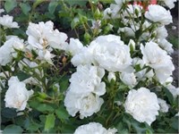 Бланк Мейандекор Blanc Meillandecor 2342