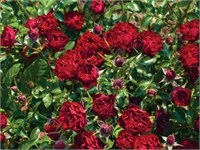 Корал Пикси Coral Pixie 2346