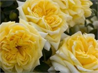 Надя Мейандекор Nadia Meillandecor 2349