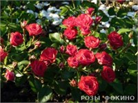 Скарлет Scarlet 2352