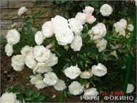 Суони Swany 2353