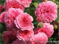 Четыре Сезона Les Quatre Saisons 2355