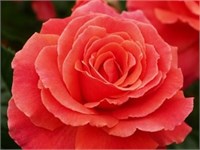 Ай Эм Макмилан 2375