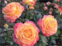 Гартенспасс Gartenspass 2408