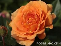 Голделса Goldelse 2414