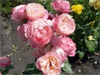Дольчецца (Dolcezza) 2421