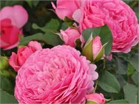 Катарина Фрайла 2432