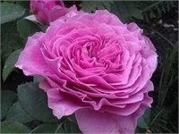 Лавендер Айс Lavender Ice 2442