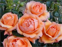 Леди Мармелад Lady Marmalade 2446