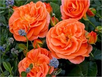 Манго (Mango) 2455