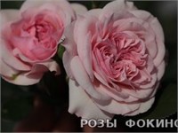 Мария Тереза 2460