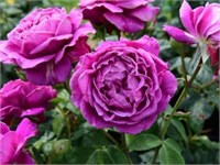 Минерва Minerva 2467