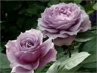 Новалис Novalis 2479