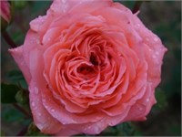 Пинк Абунданс Pink Abundance 2485