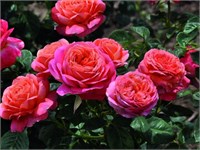 Пич Ваза Peach Vaza 2487