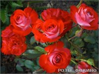 Плантен ун Блумен Planten un Blomen 2488