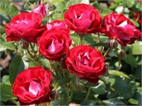 Роз Дер Айнхайт Rose der Einheit 2498