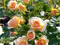Свит Хани Sweet Honey 2505