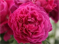 Сент Оф Вумен Scent of Woman 2506
