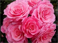 Тиклед пинк Tickled Pink 2516