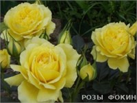Чайна Гел China Girl 2532